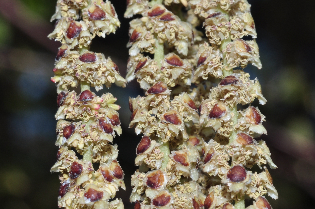 Betulaceae Betula albosinensis