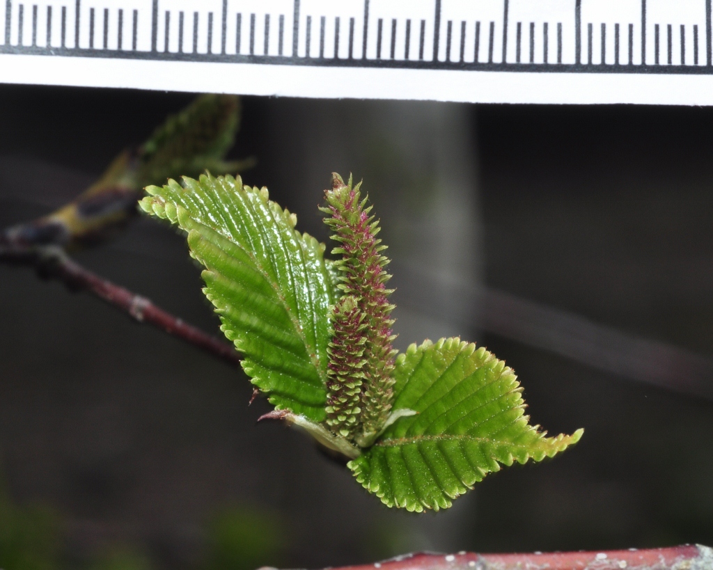 Betulaceae Betula albosinensis