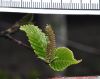 image of Betula albosinensis