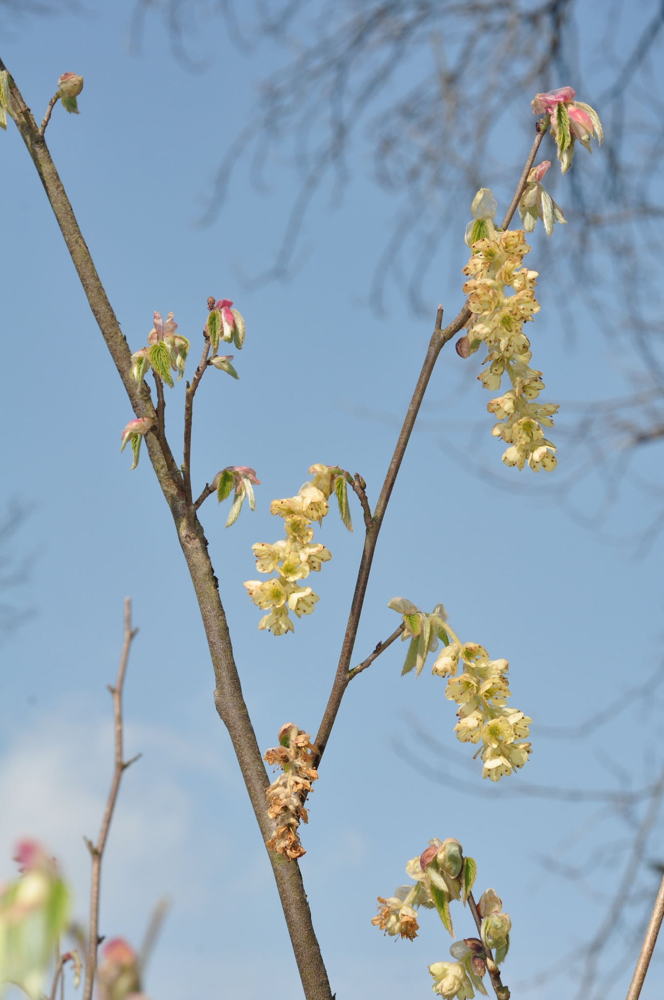 Hamamelidaceae Corylopsis glabrescens