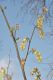image of Corylopsis glabrescens