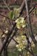 image of Corylopsis glabrescens