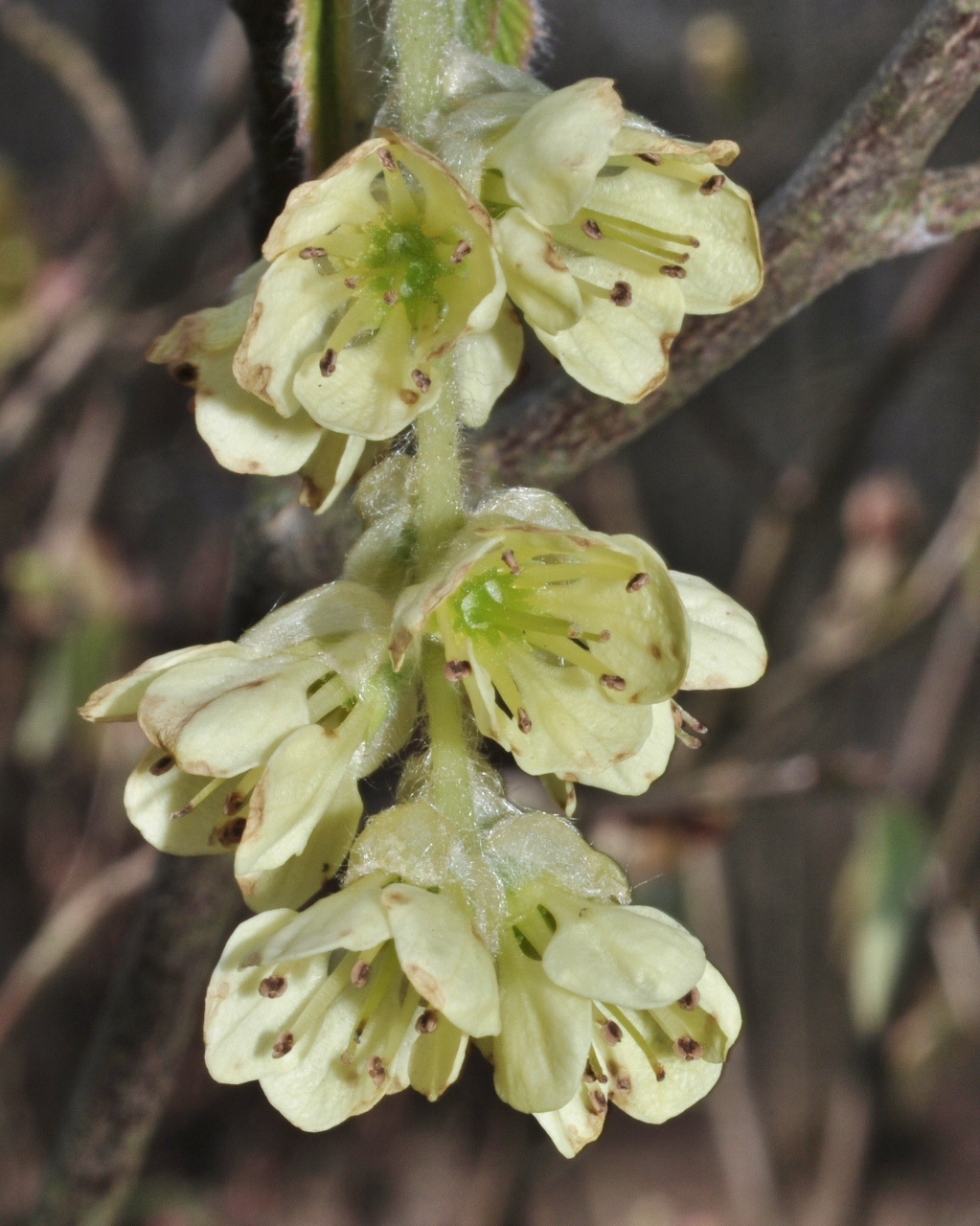 Hamamelidaceae Corylopsis glabrescens