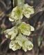 image of Corylopsis glabrescens