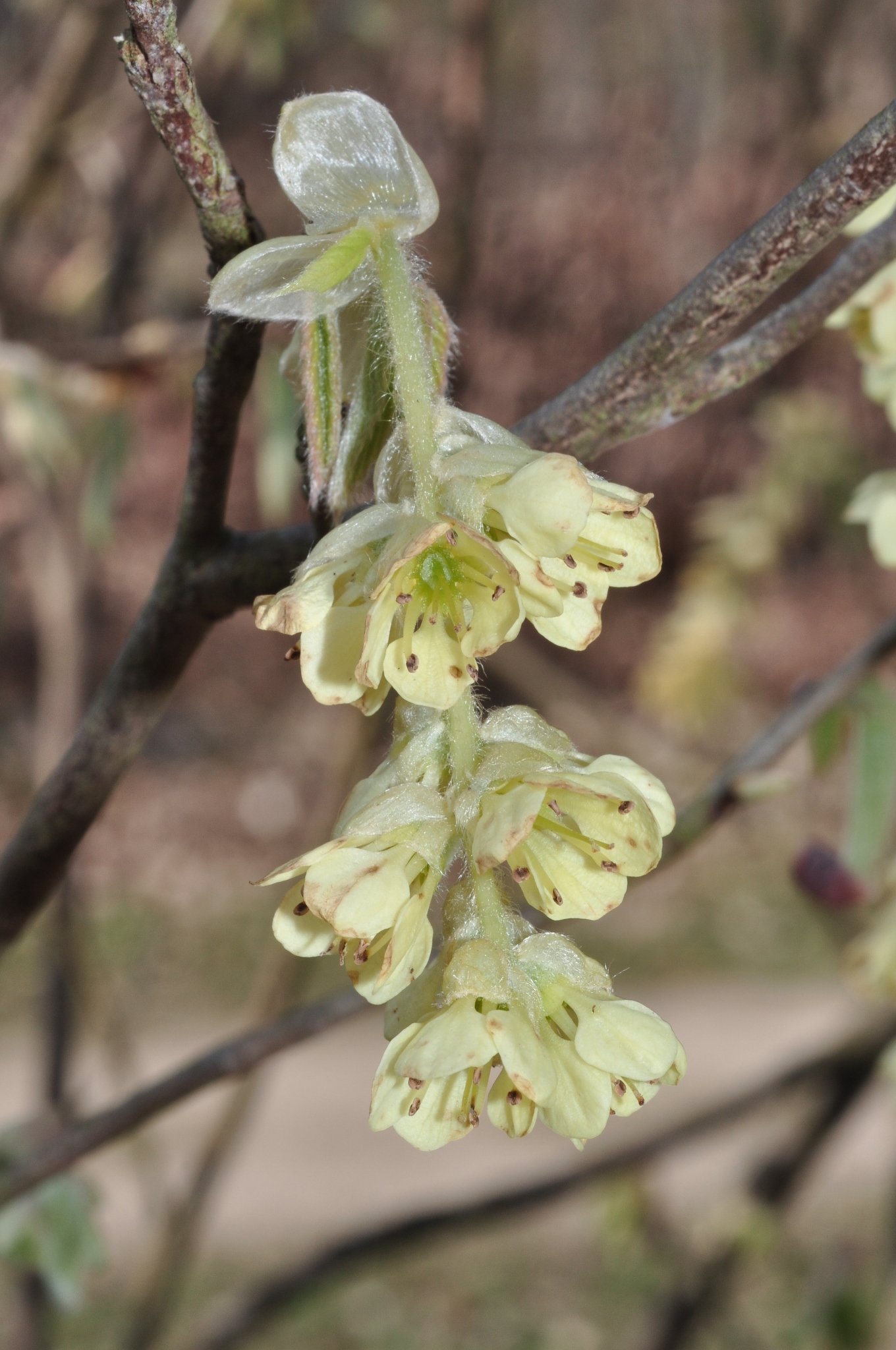 Hamamelidaceae Corylopsis glabrescens