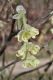 image of Corylopsis glabrescens