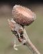 image of Quercus frainetto