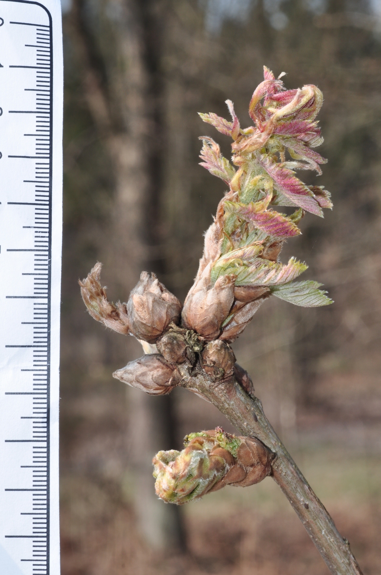 Fagaceae Quercus frainetto