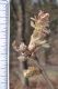 image of Quercus frainetto