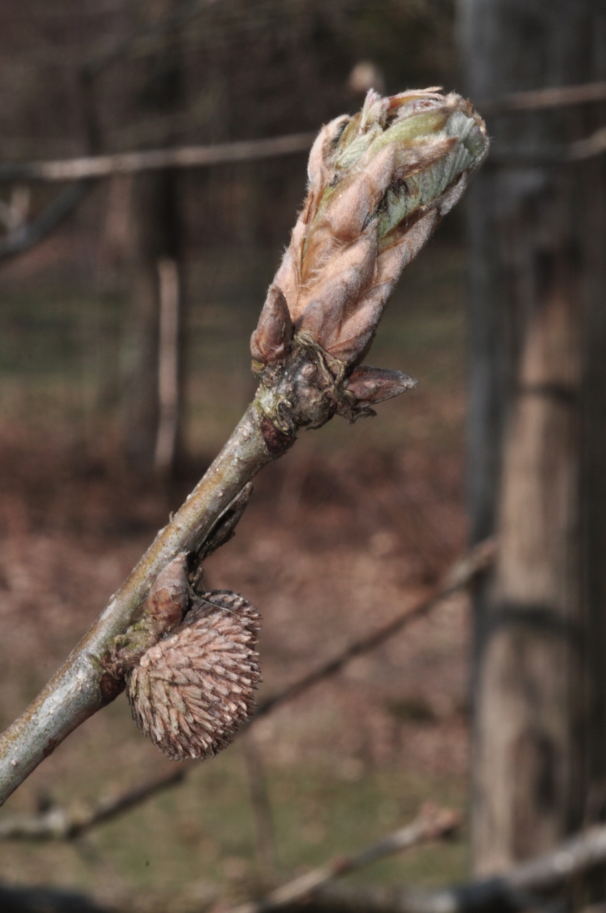 Fagaceae Quercus frainetto