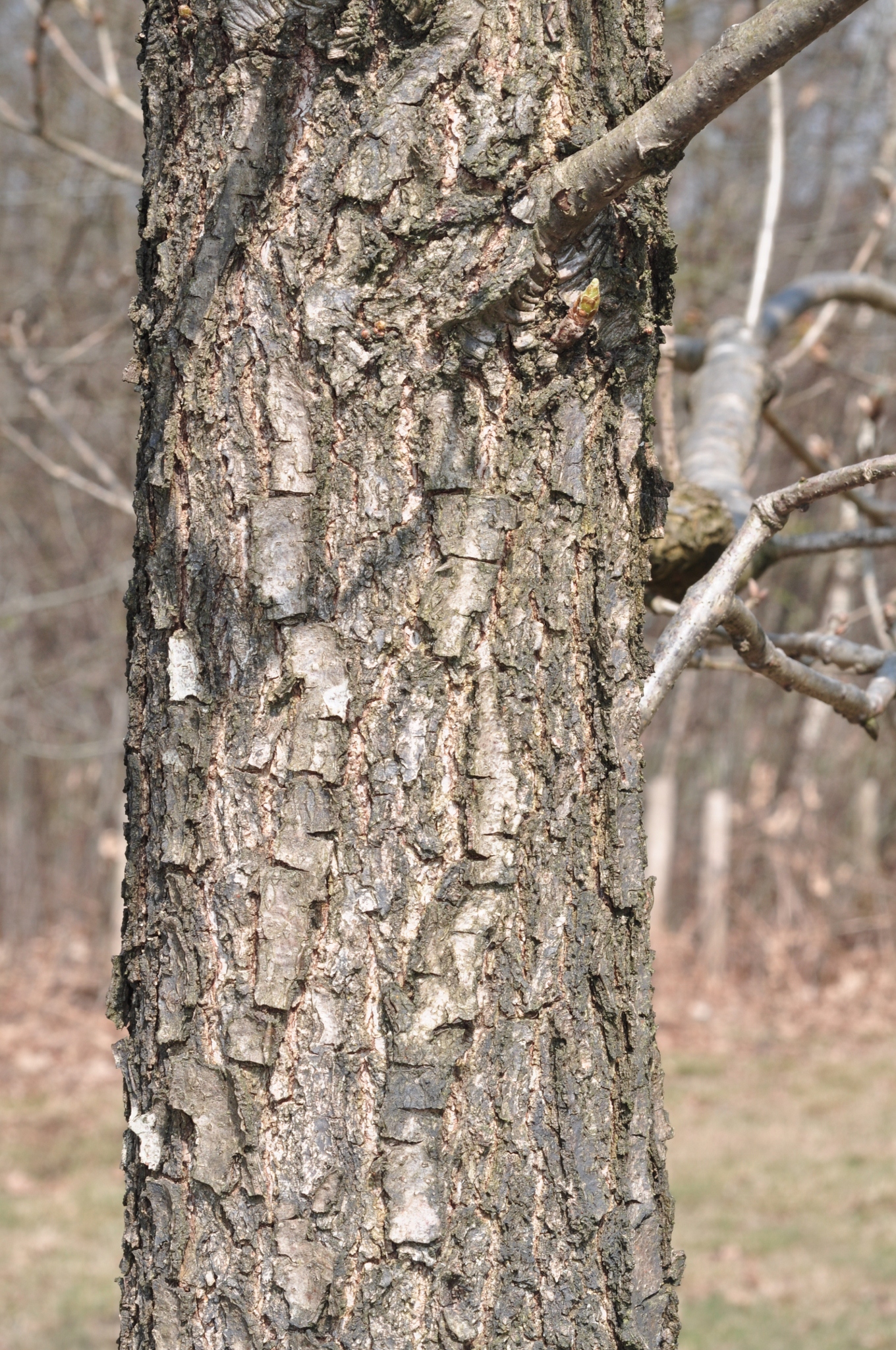Fagaceae Quercus frainetto