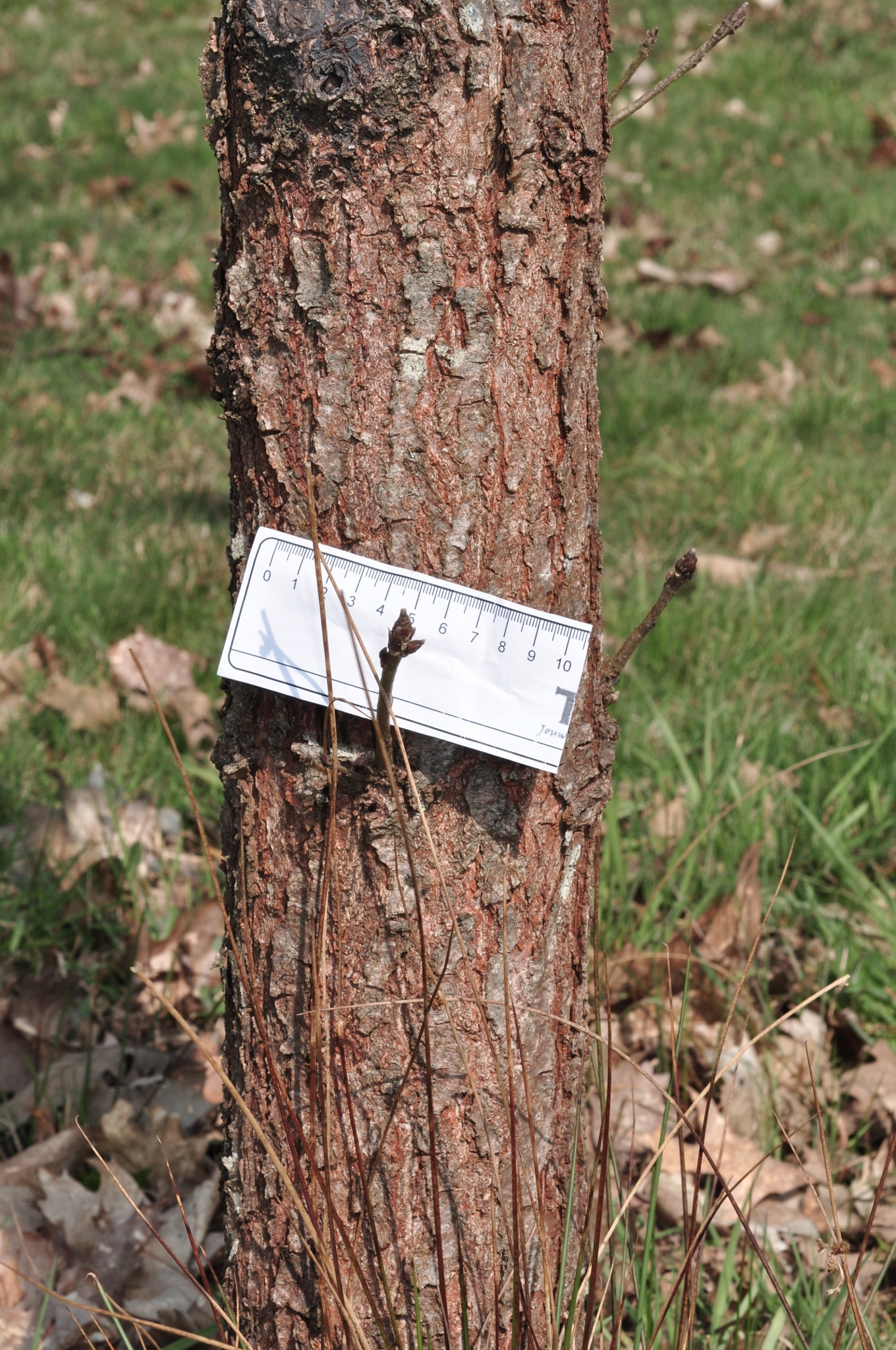 Fagaceae Quercus macranthera