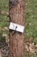 image of Quercus macranthera