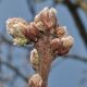 image of Quercus macranthera
