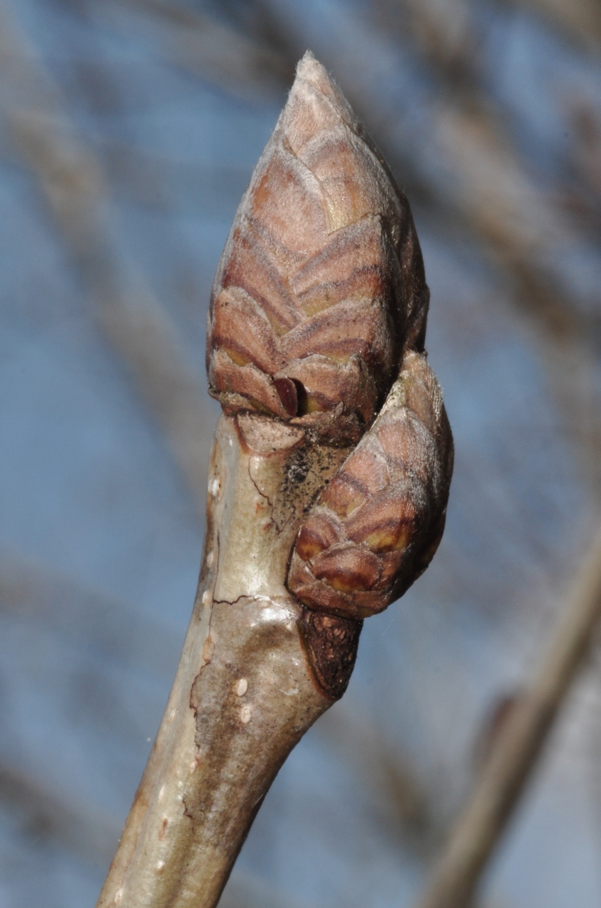 Fagaceae Quercus pontica