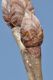 image of Quercus pontica
