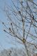 image of Quercus pontica