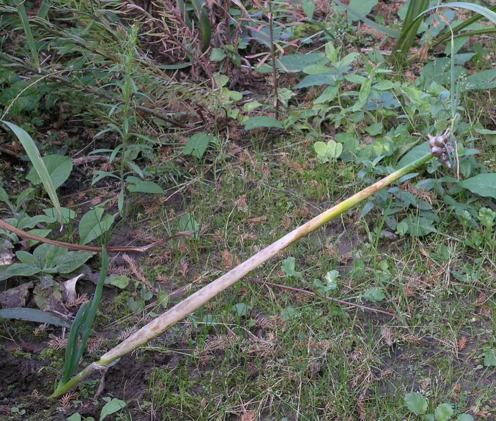 Amaryllidaceae Allium cepa