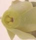 image of Kirengeshoma palmata