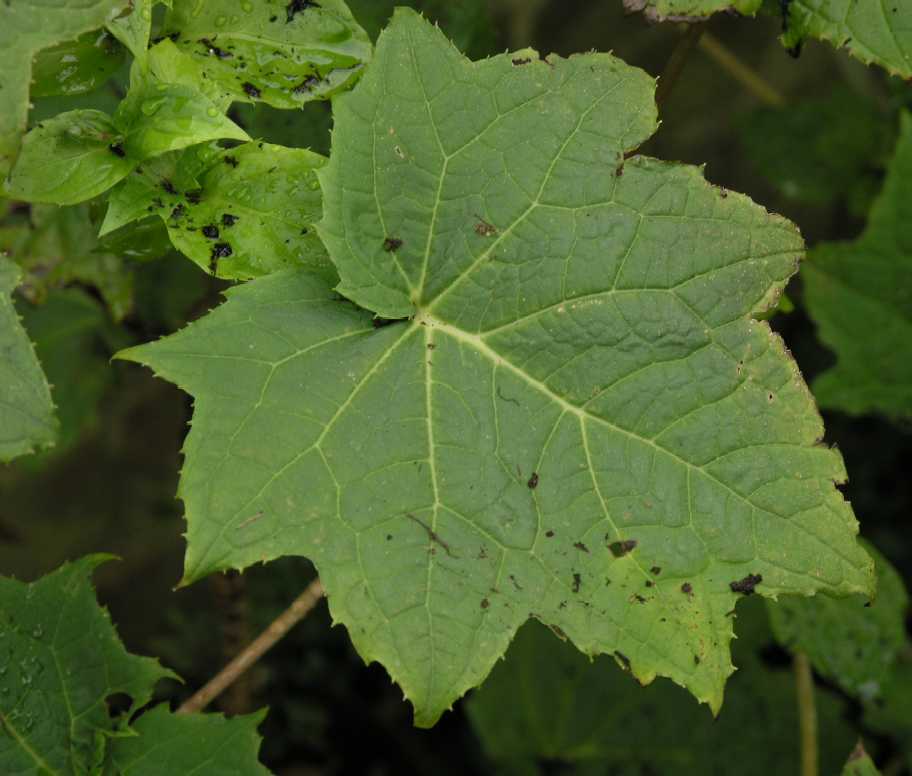 Hydrangeaceae Kirengeshoma palmata