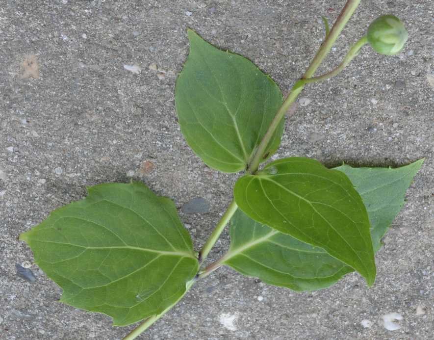 Hydrangeaceae Kirengeshoma palmata