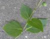 image of Kirengeshoma palmata
