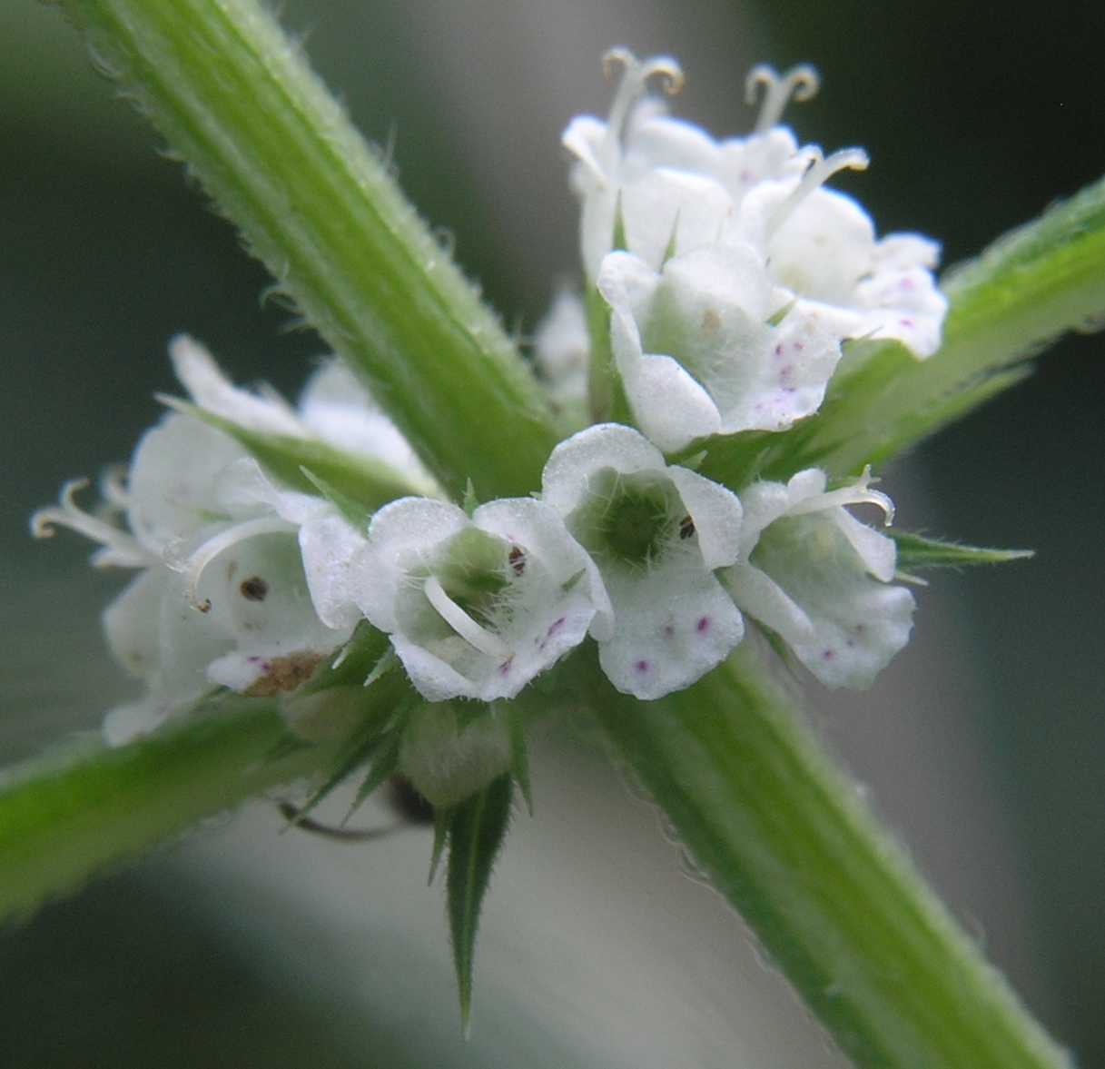 Lamiaceae Lycopus europaeus