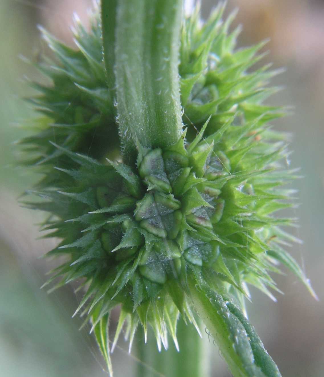 Lamiaceae Lycopus europaeus