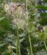 image of Cirsium oleraceum