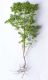 image of Euphorbia peplus