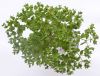 image of Euphorbia peplus