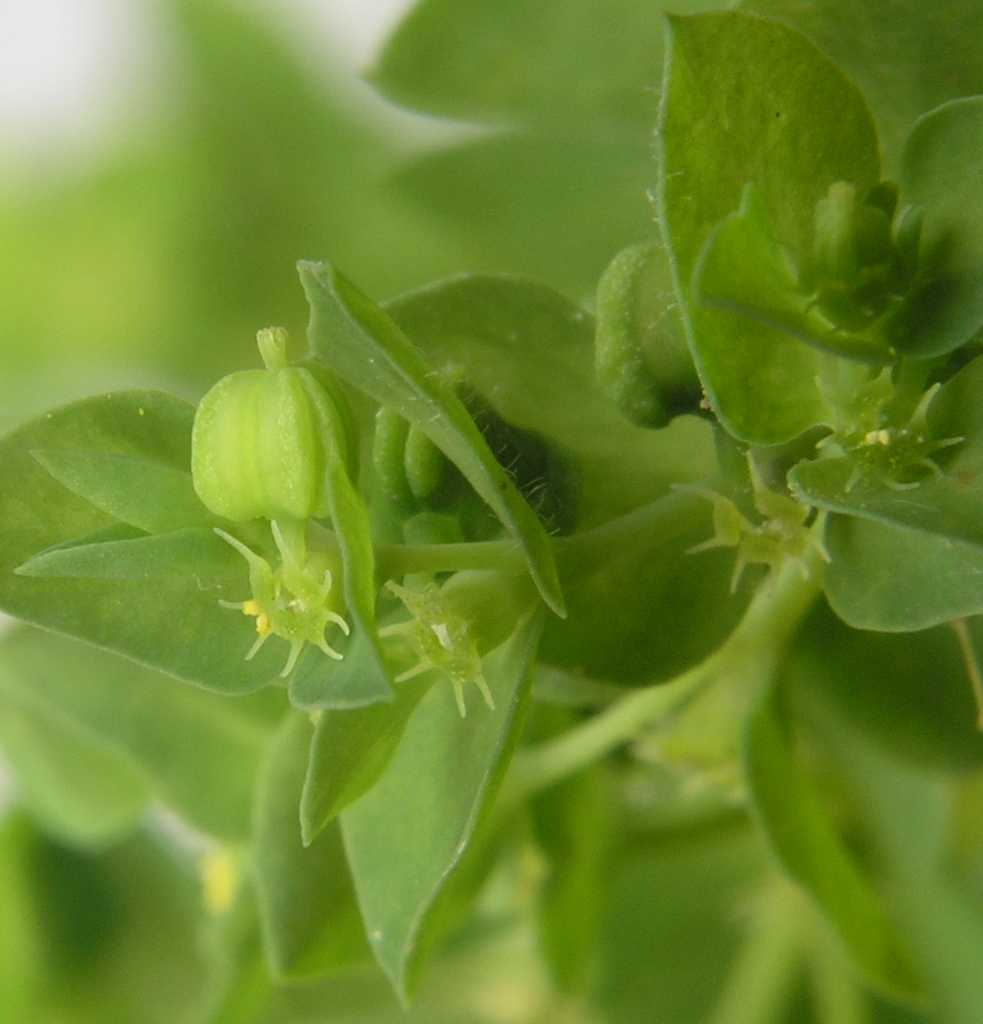 Euphorbiaceae Euphorbia peplus
