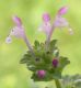 image of Lamium amplexicaule