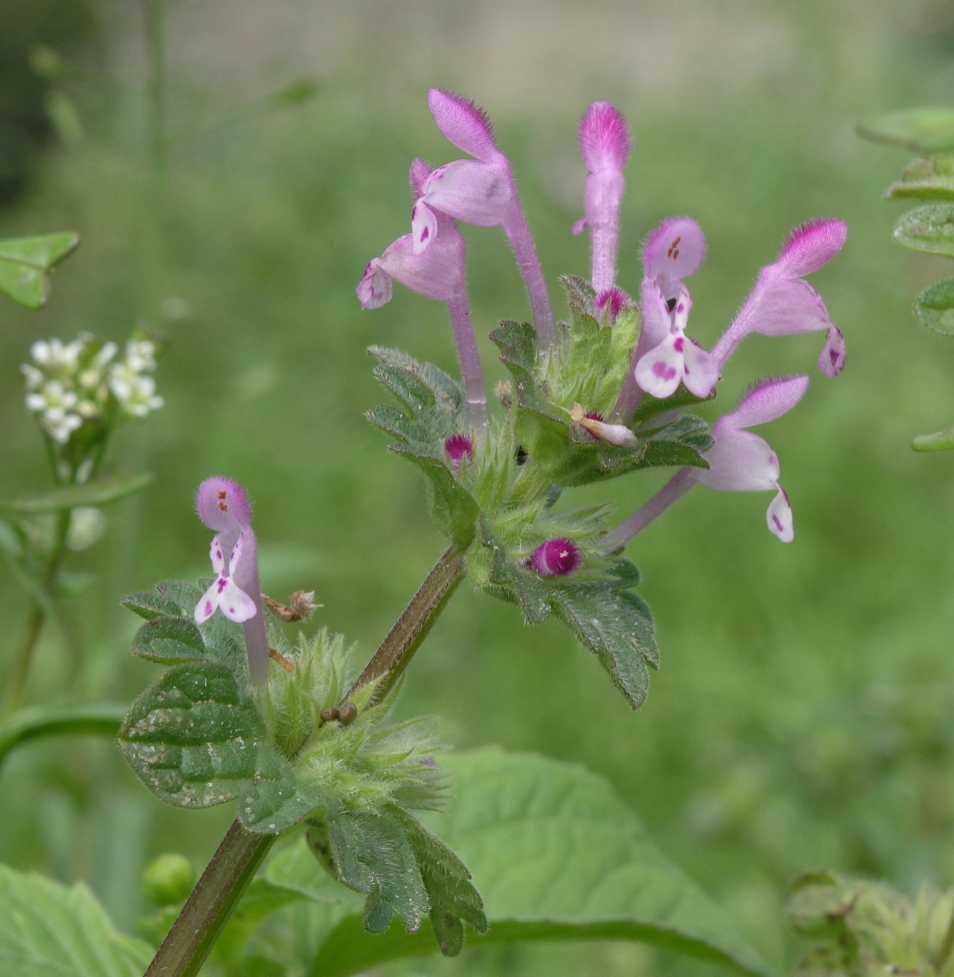 Lamiaceae Lamium amplexicaule