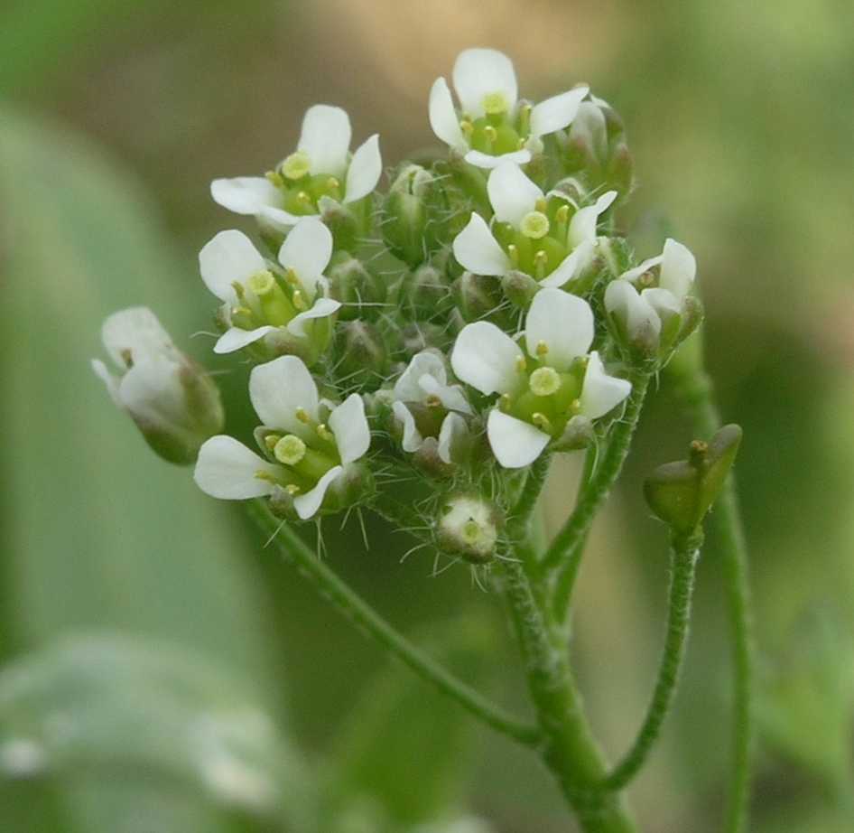 Brassicaceae Capsella bursa-pastoris