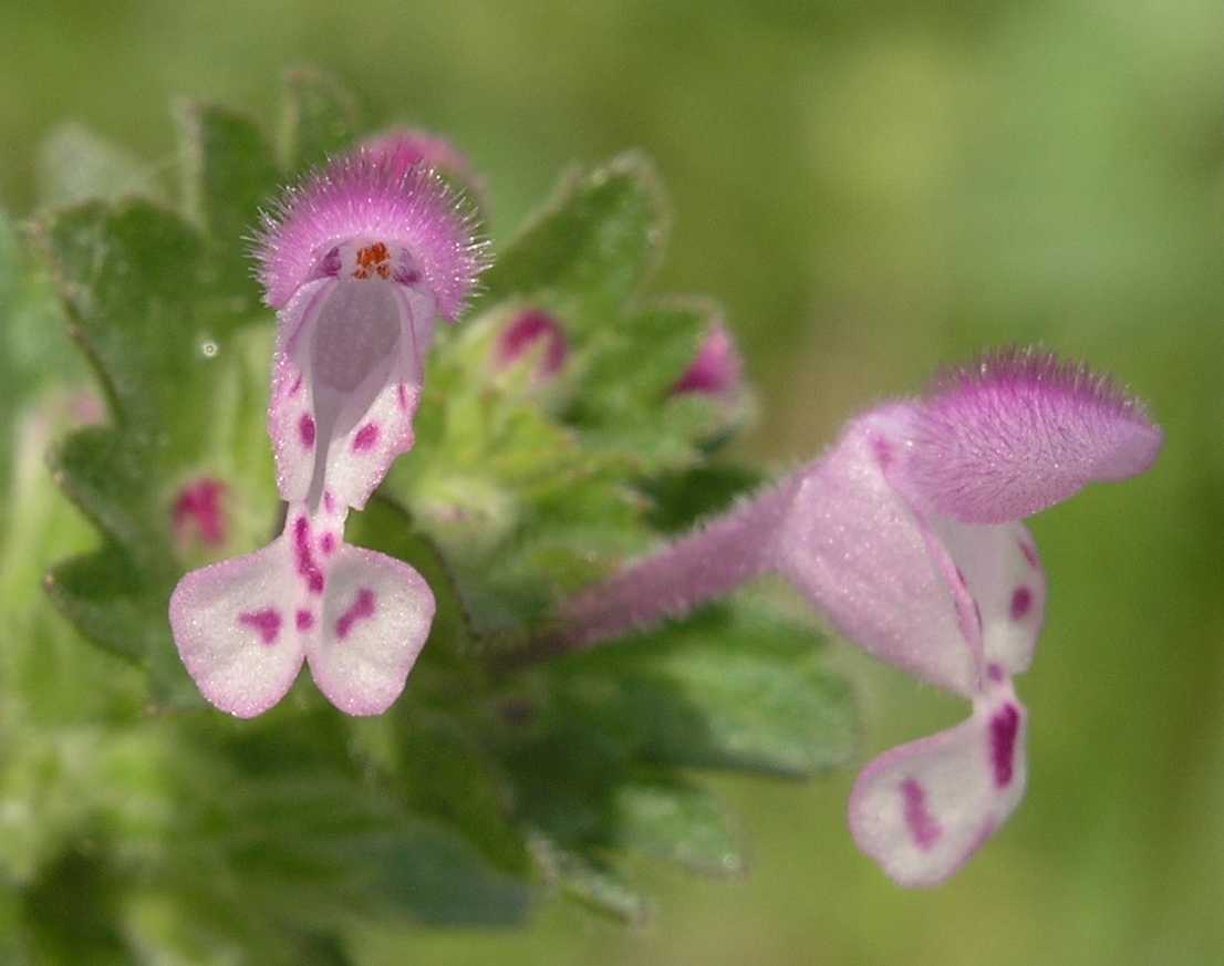 Lamiaceae Lamium amplexicaule