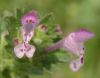 image of Lamium amplexicaule