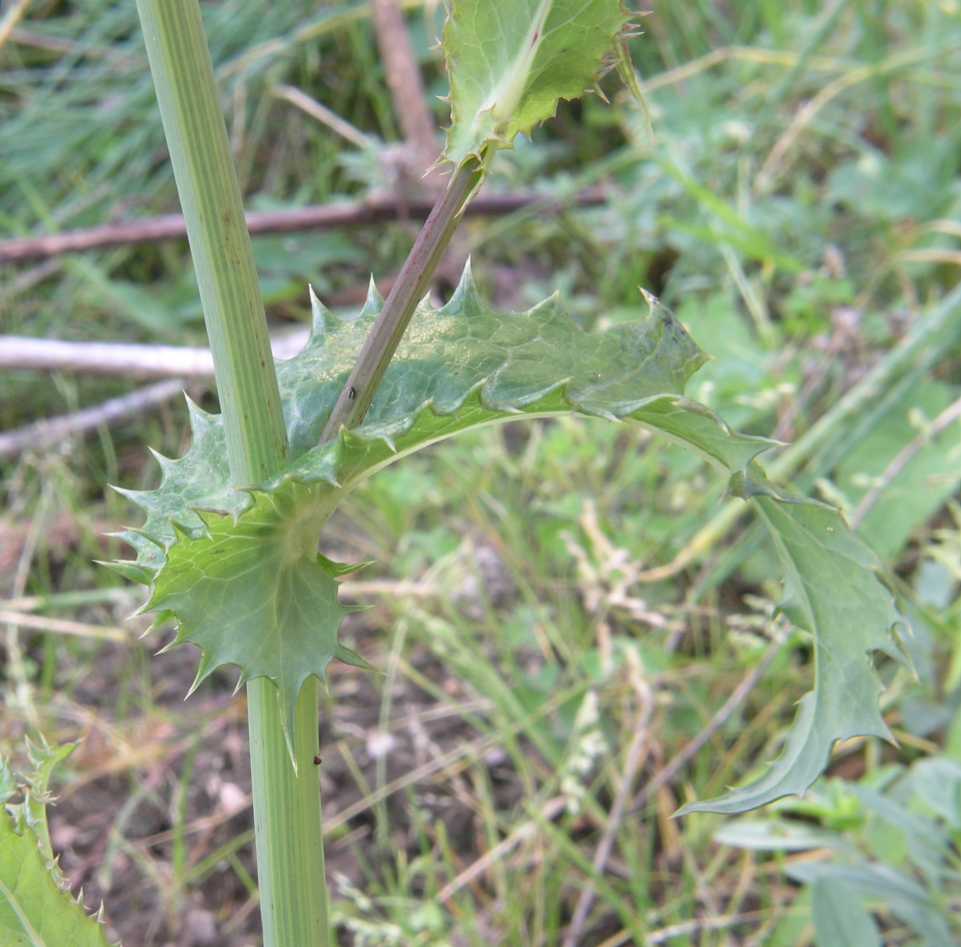 Asteraceae Sonchus asper