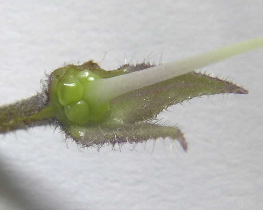 Boraginaceae Symphytum officinale