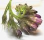 image of Symphytum officinale