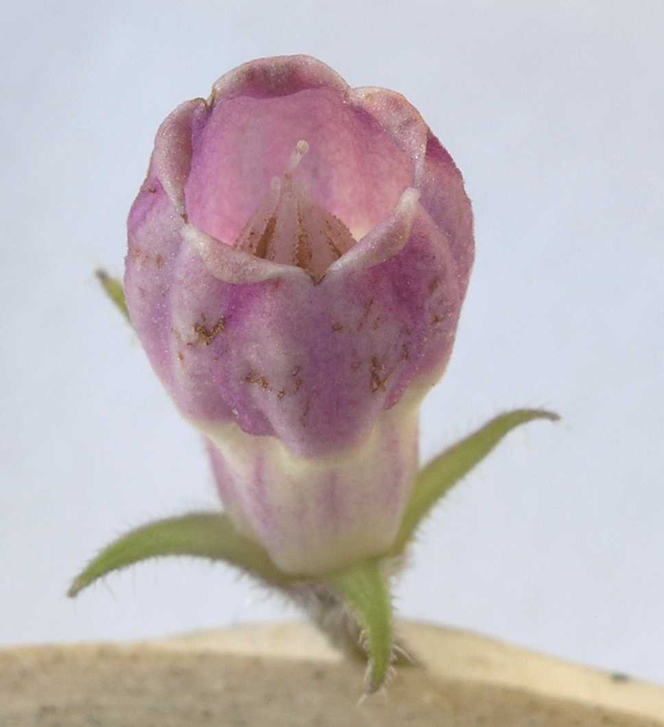 Boraginaceae Symphytum officinale