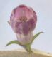 image of Symphytum officinale