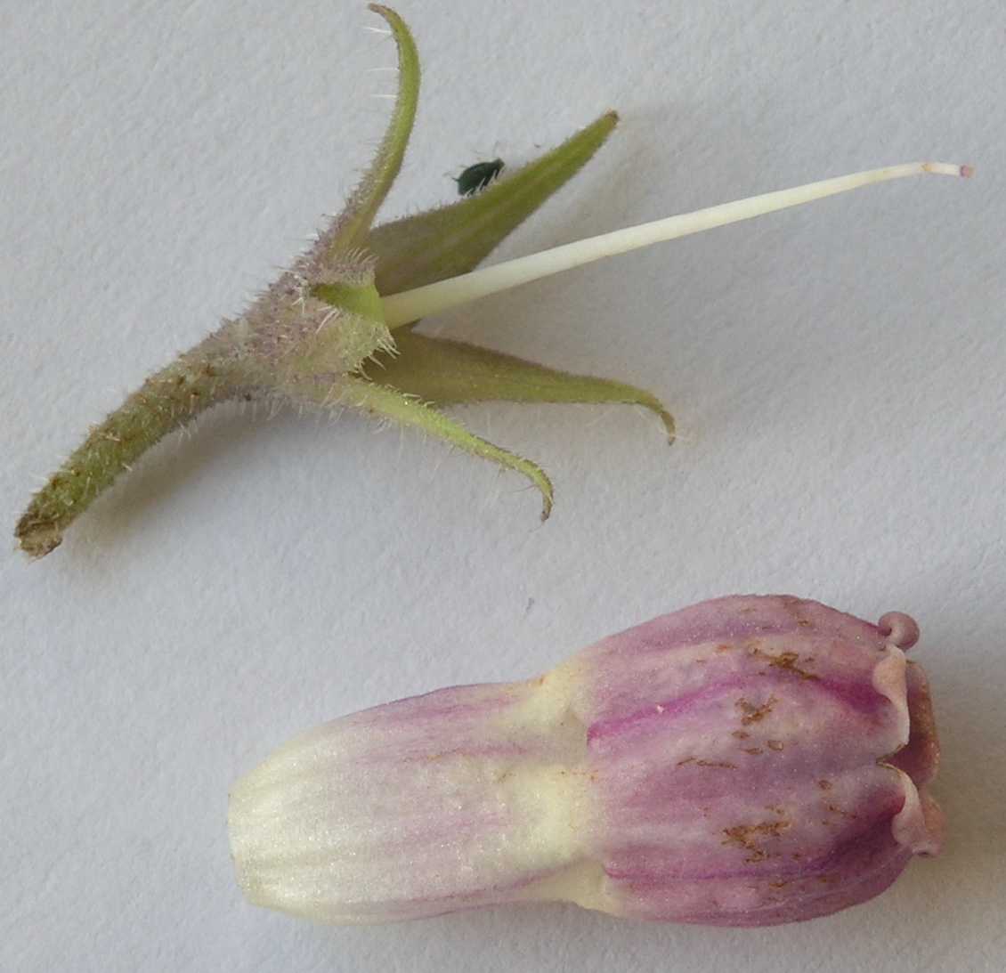 Boraginaceae Symphytum officinale