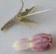 image of Symphytum officinale