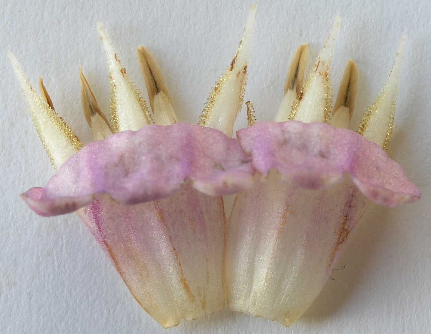 Boraginaceae Symphytum officinale