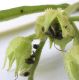 image of Symphytum officinale