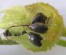 image of Symphytum officinale