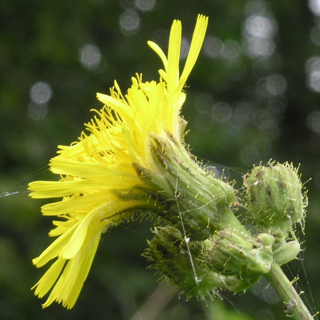 Asteraceae Sonchus arvensis