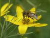 image of Coreopsis verticillata