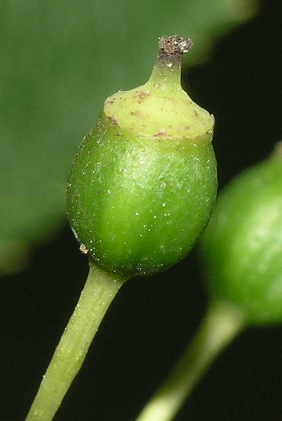 Araliaceae Eleutherococcus senticosus